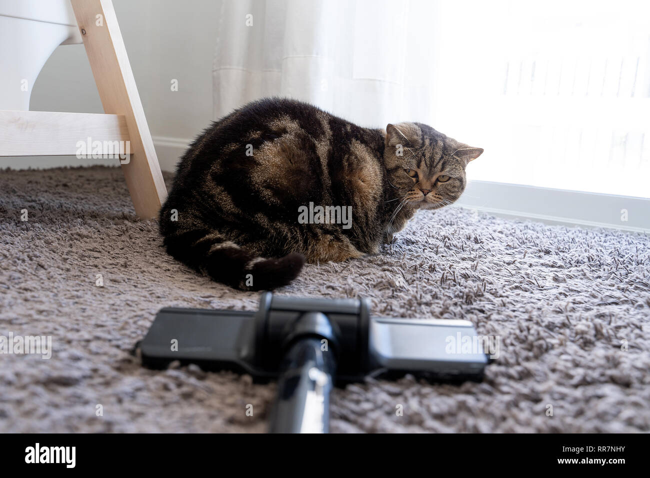 vacuum cleaner cat sprawled cleaning cat hair dropped Stock Photo Alamy