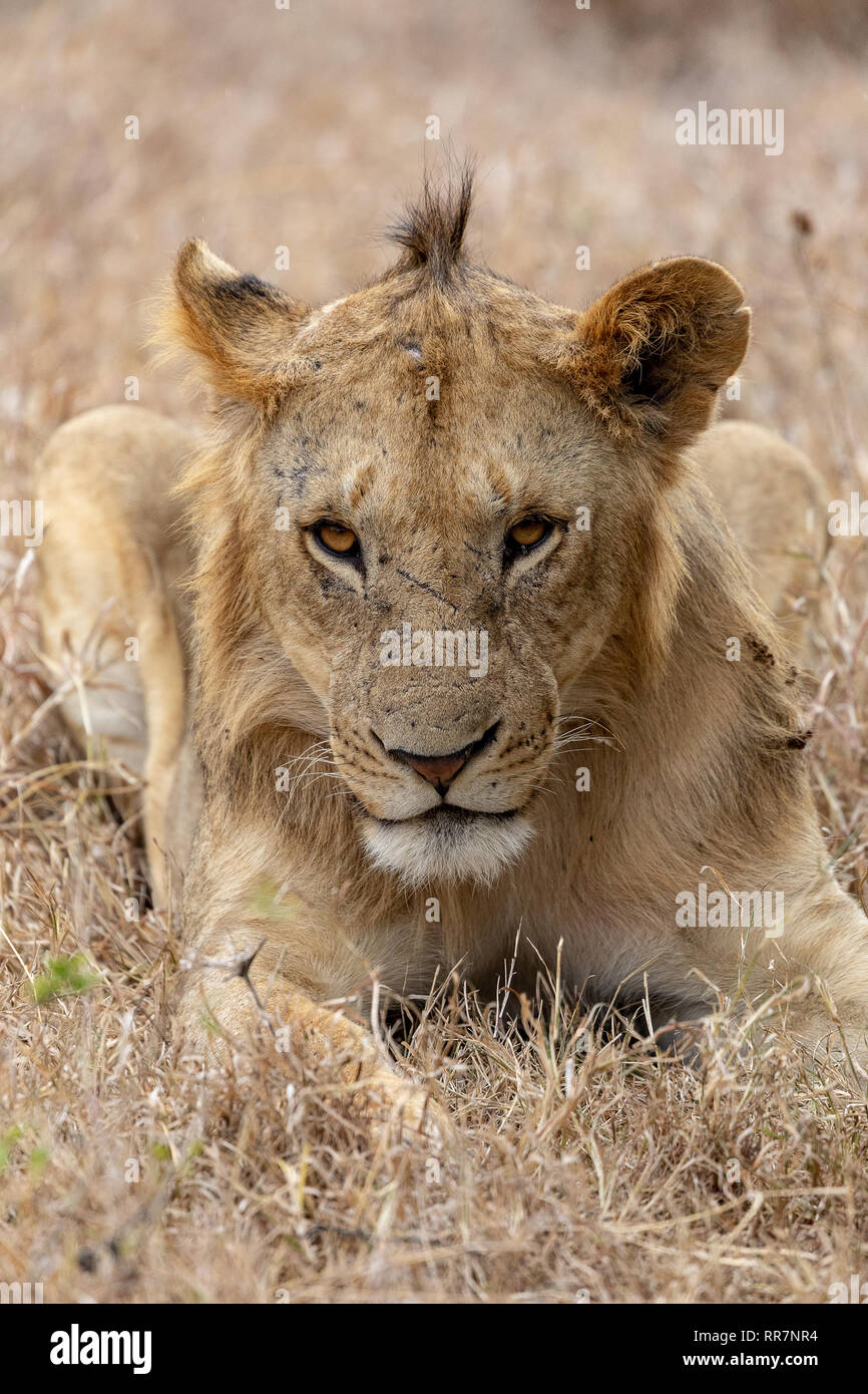 Majestic lion face close hi-res stock photography and images - Alamy