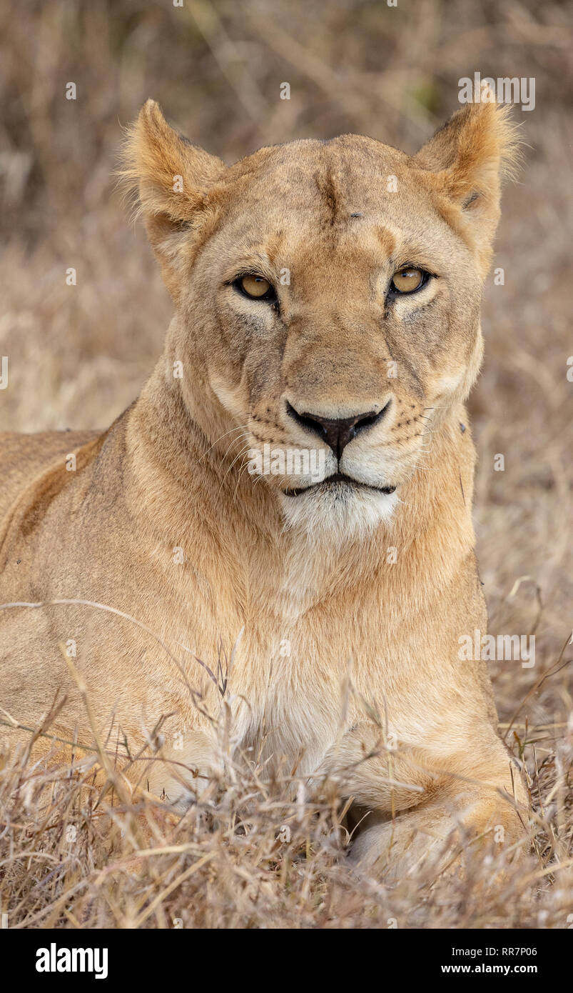 Pride of lions in the grasslands of the Masai Mara, Kenya, Africa Stock Photo