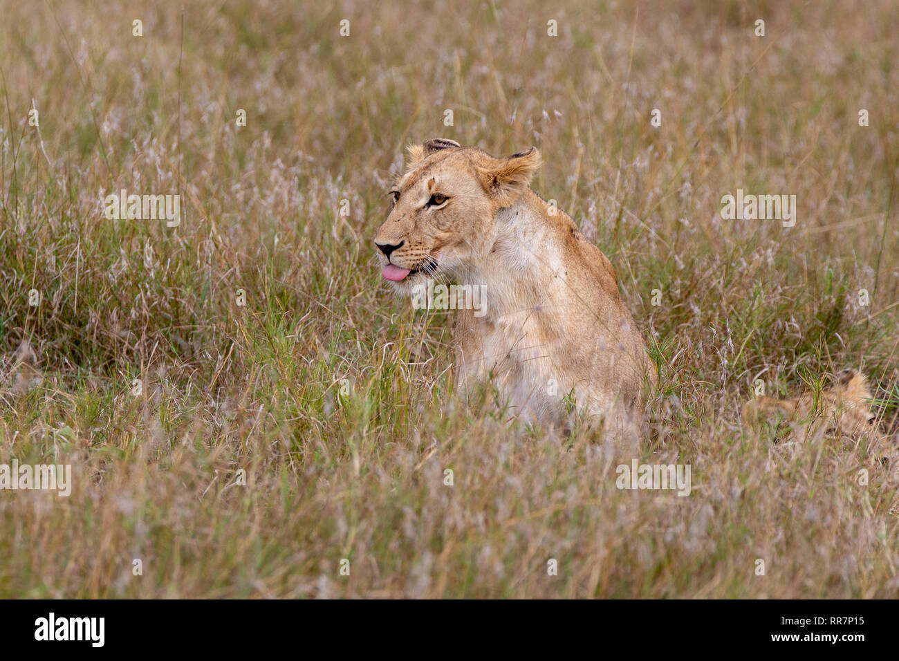 Lion sitting in grasslands of the Masai Mara, Kenya Africa Stock Photo ...