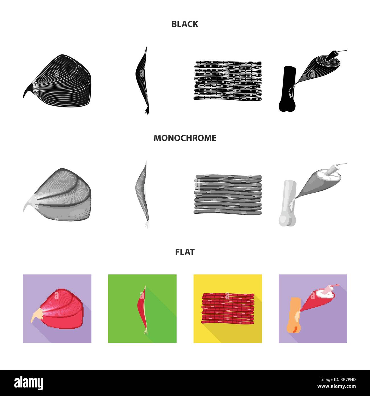 Vector illustration of fiber and muscular icon. Set of fiber and body ...