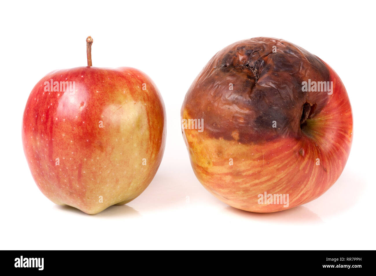 Are Rotten Apples Bad For Dogs