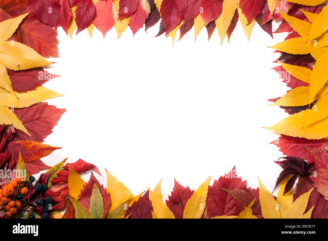 Frame of autumn leaves isolated on white background Stock Photo - Alamy