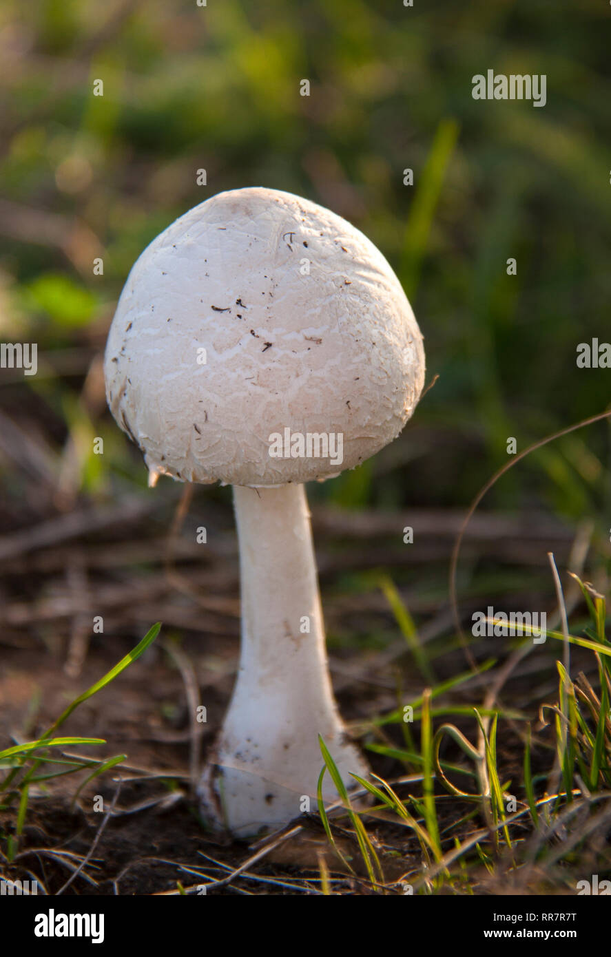 Amanita phalloides or death cap in the forest Stock Photo