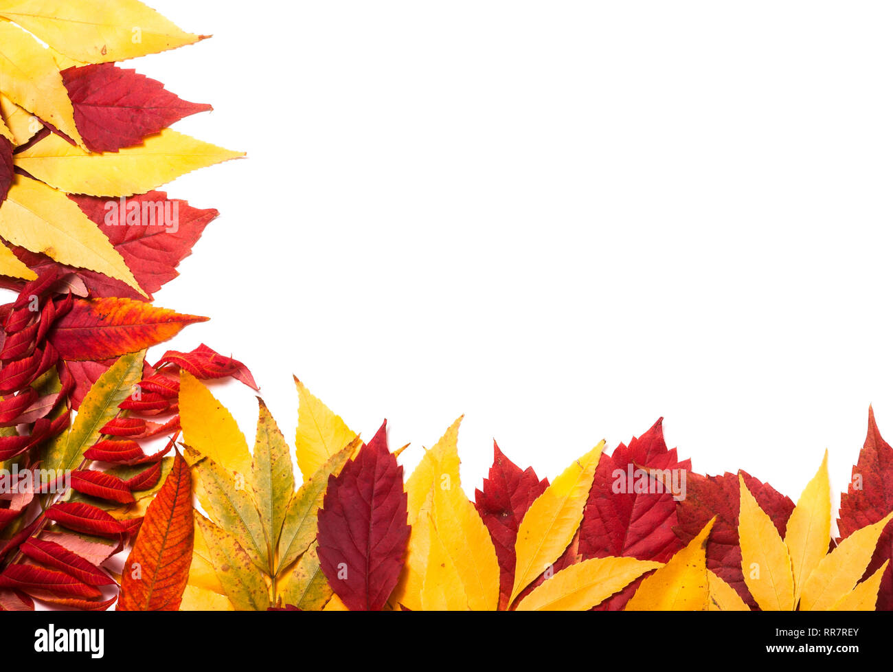 Frame of autumn leaves isolated on white background Stock Photo - Alamy