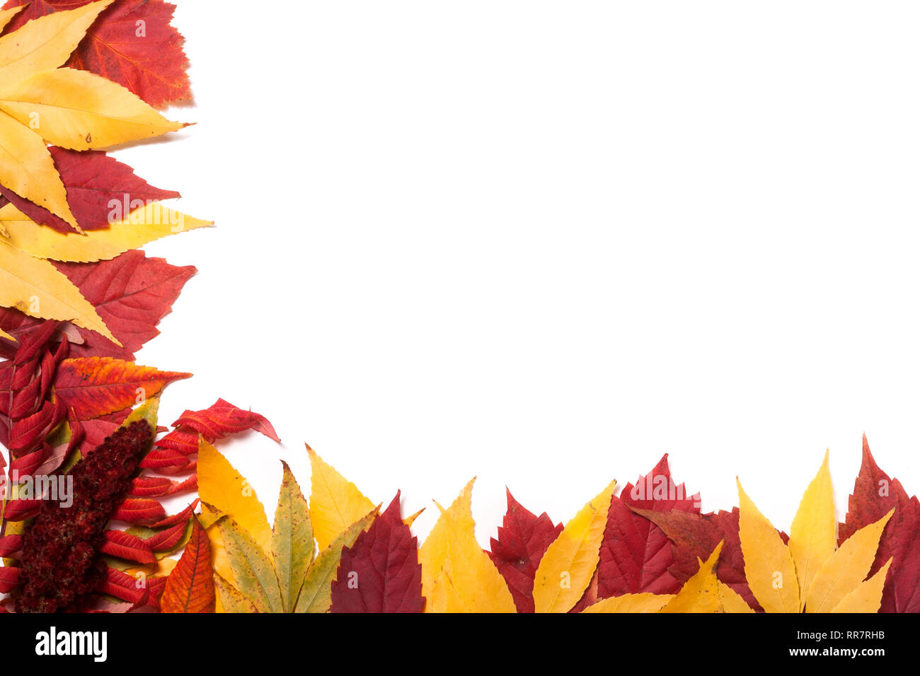 Frame of autumn leaves isolated on white background Stock Photo - Alamy
