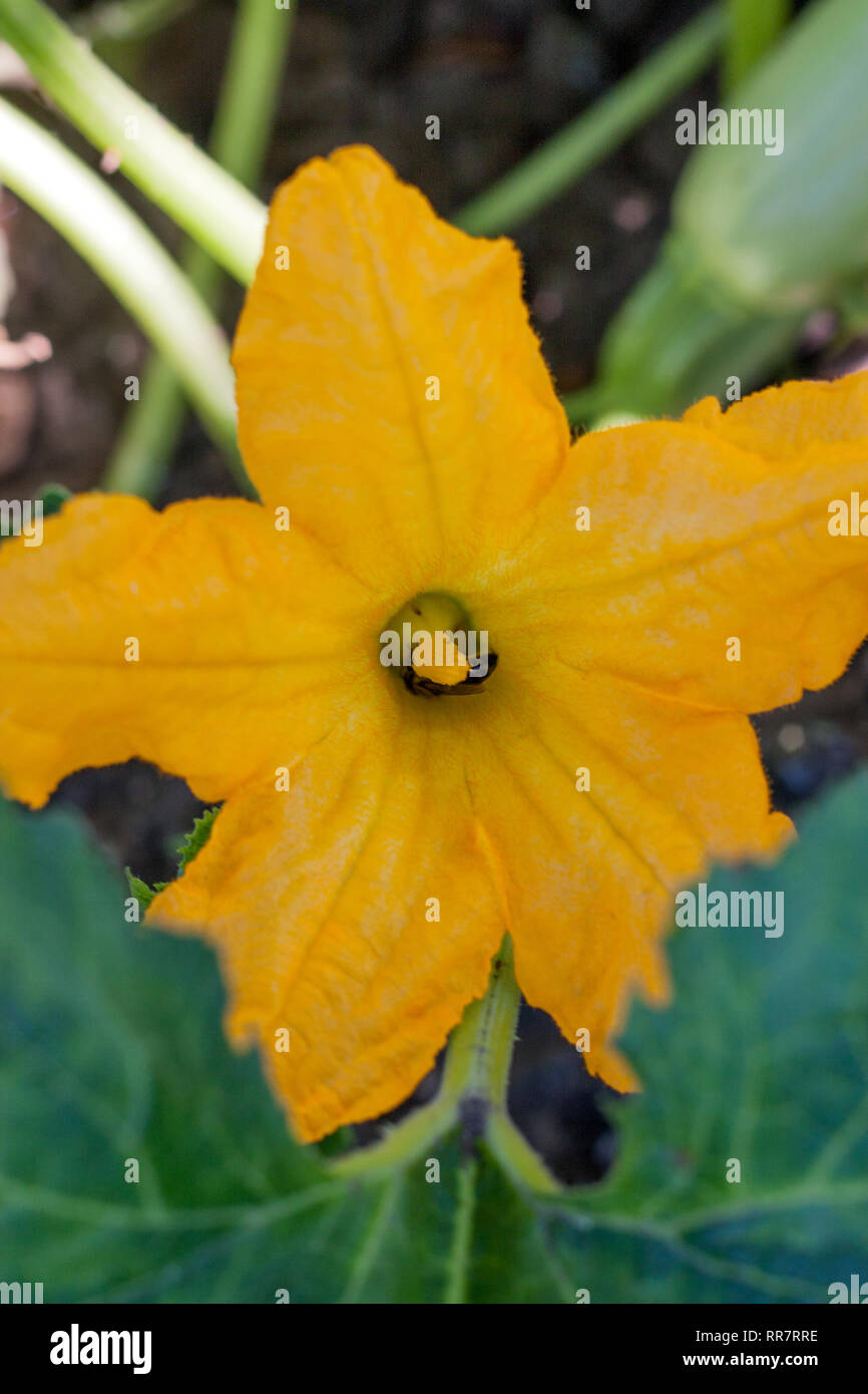 courgette flowers in the vegetable garden Stock Photo Alamy