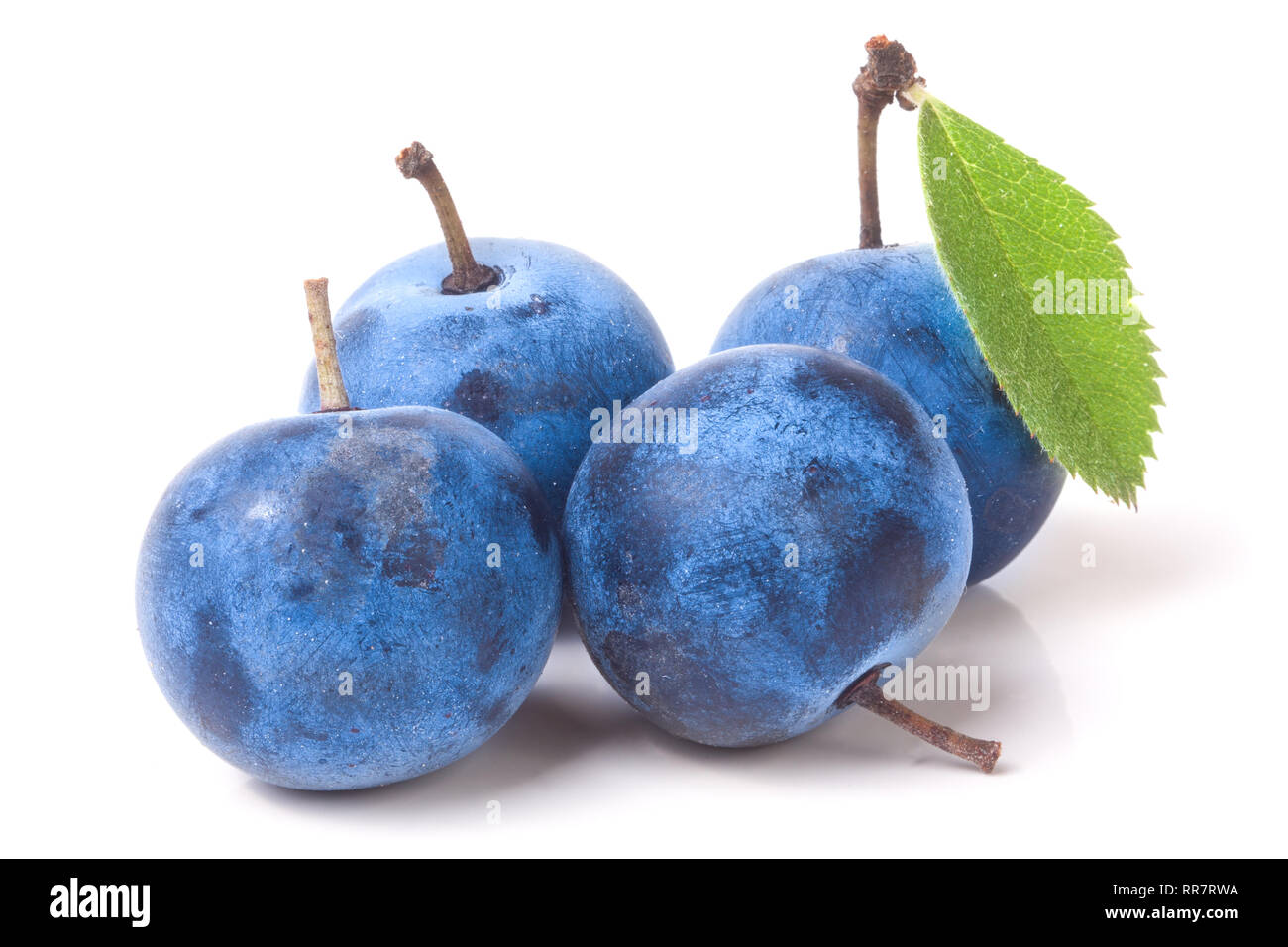 fresh blackthorn berries with leaves isolated on white background Stock Photo