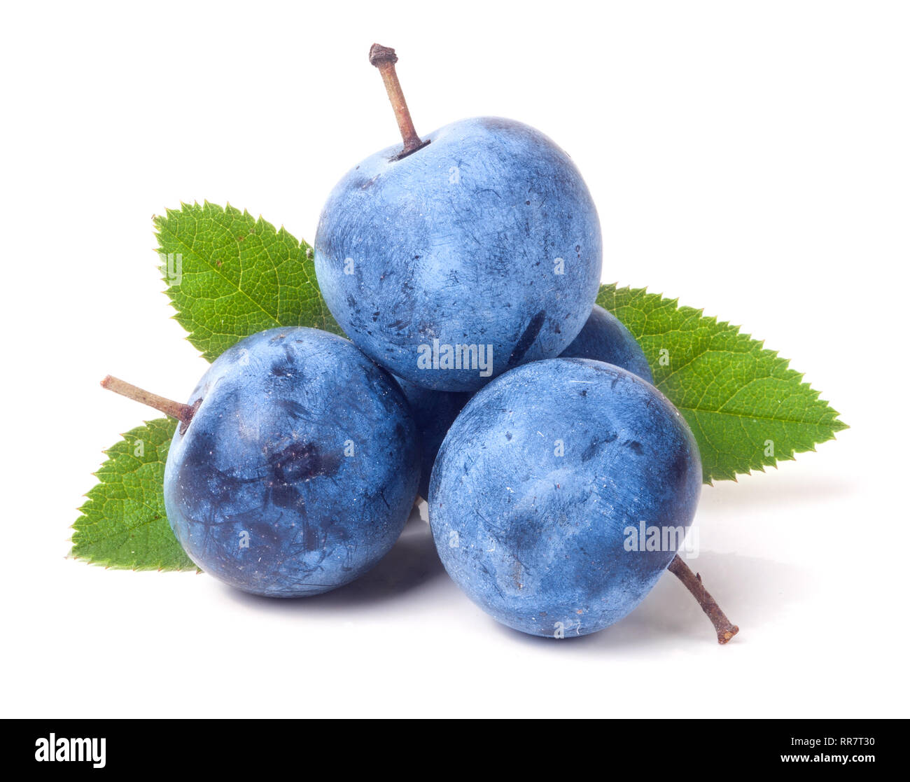 fresh blackthorn berries with leaves isolated on white background Stock Photo