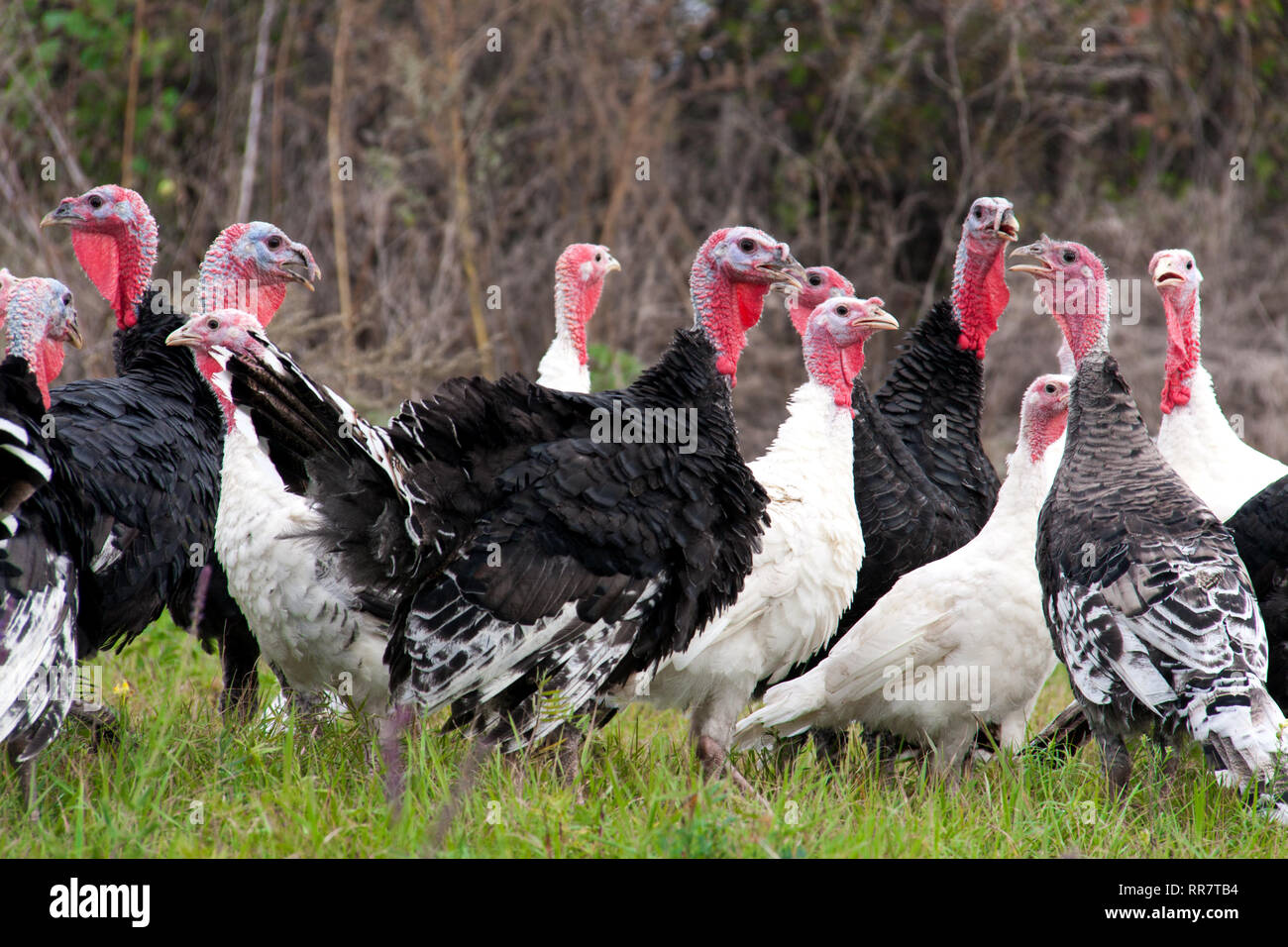 flock of turkeys grazing on the grass Stock Photo Alamy
