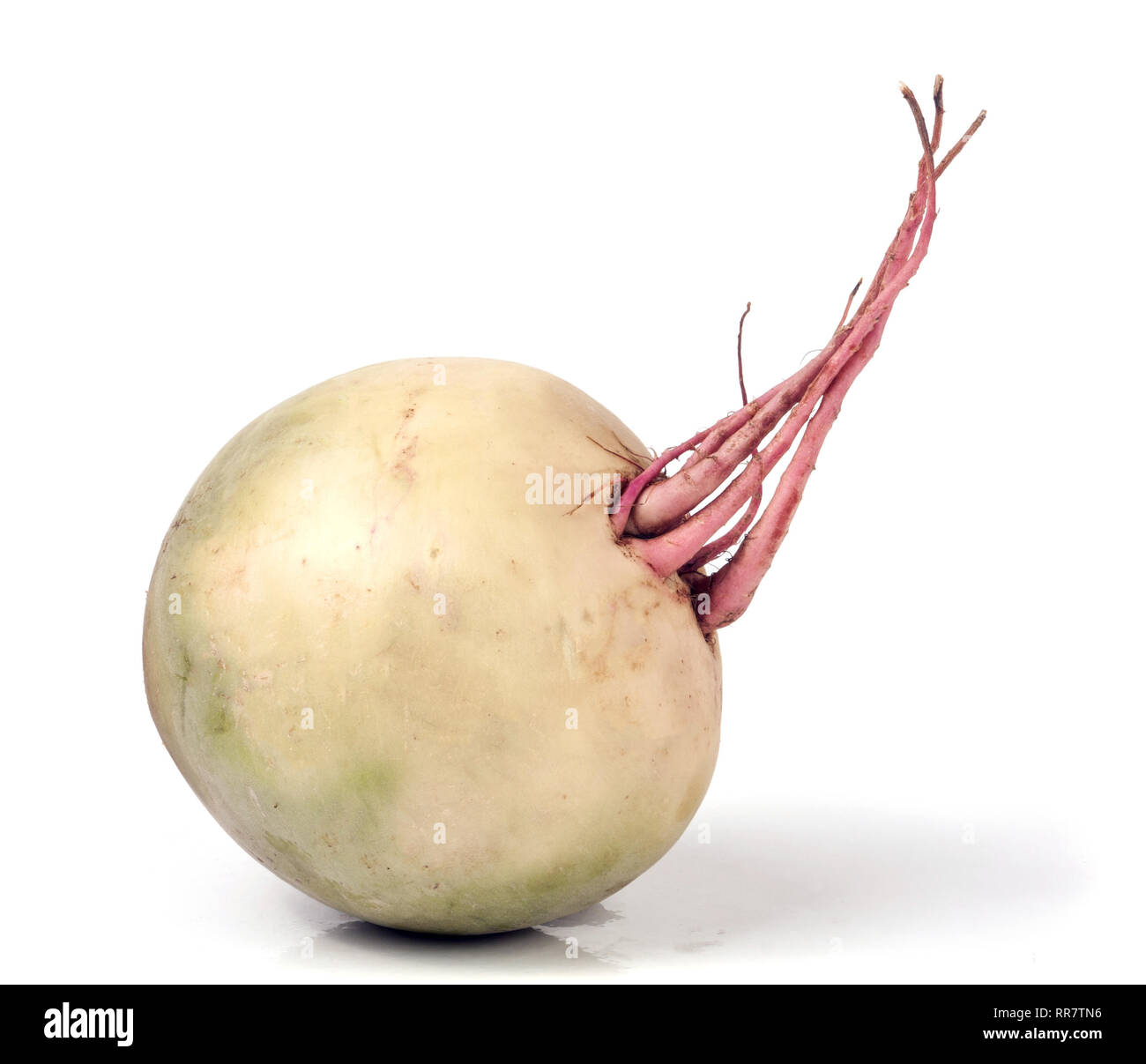 one watermelon radish isolated on white background Stock Photo