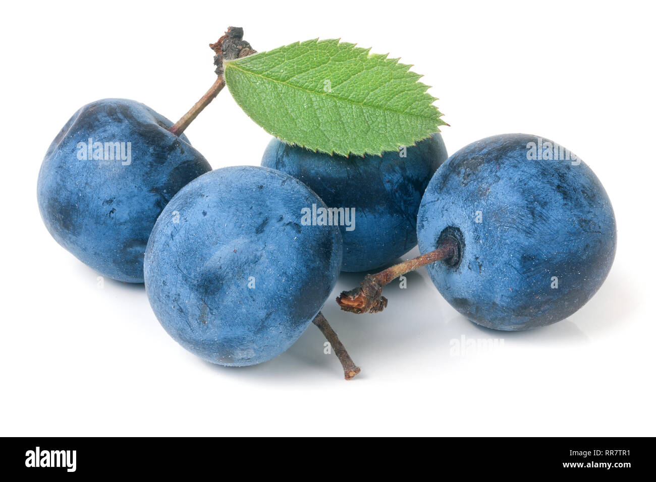 fresh blackthorn berries with leaves isolated on white background Stock Photo