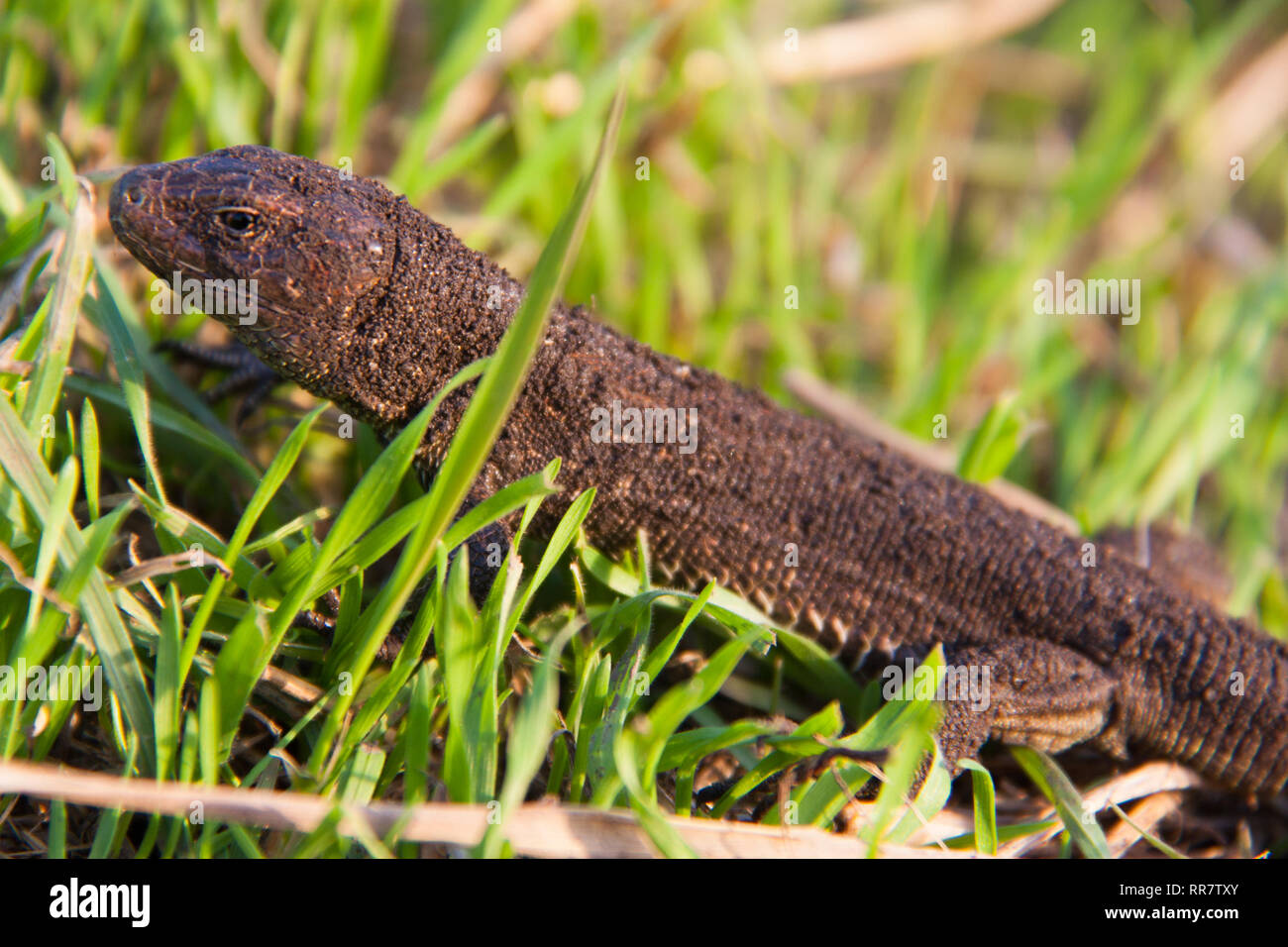 lizard in the grass on a sunny day Stock Photo