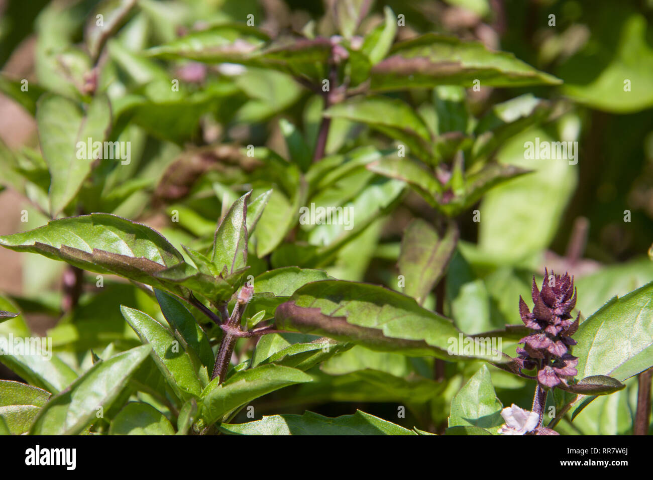 Basil background hires stock photography and images Alamy