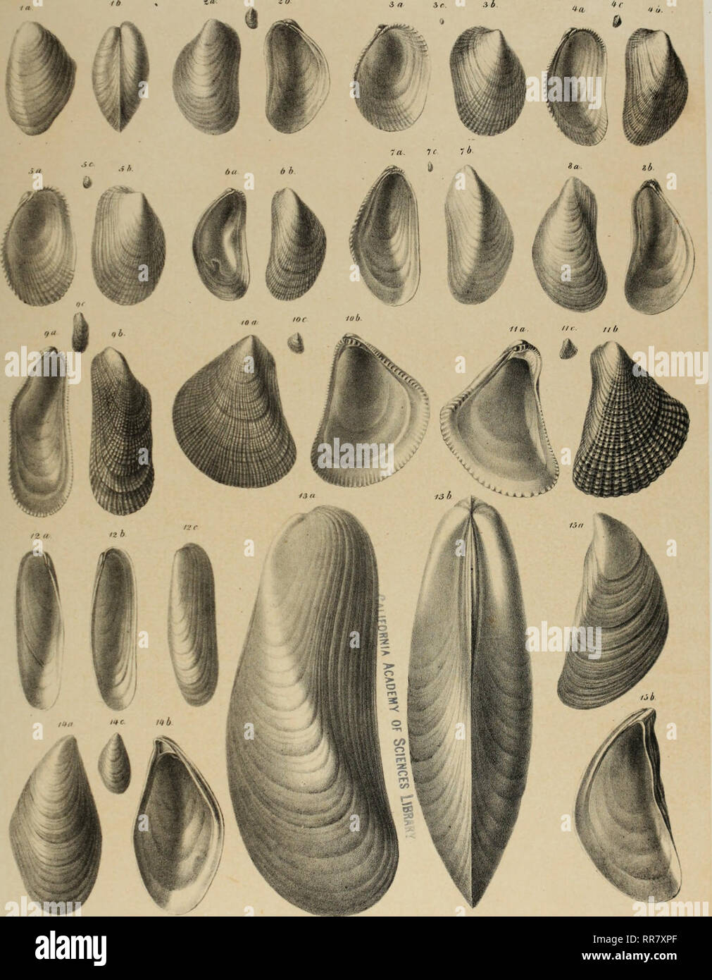 Abhandlungen der Bundesanstalt. Geology; Paleontology. HörneS: Fofsile Mollusken des Wiener Beckens •r zb TAFAl ib »a. /im/ SJumn n 1/ A'ii ga u lirli l.nh ,., gedr. i,l k h