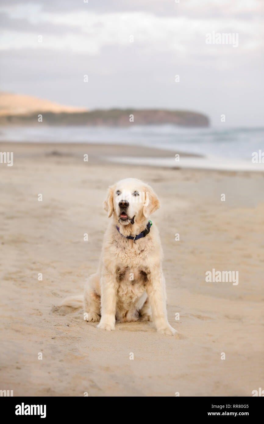 A golden retriever sits happily on the beach Stock Photo