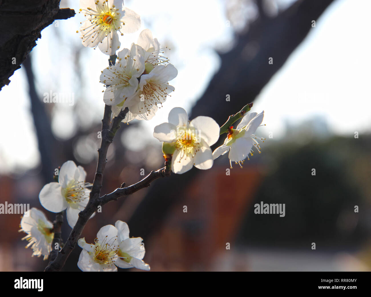 Early spring when plum blooms, Busan, South Korea, Asia Stock Photo - Alamy