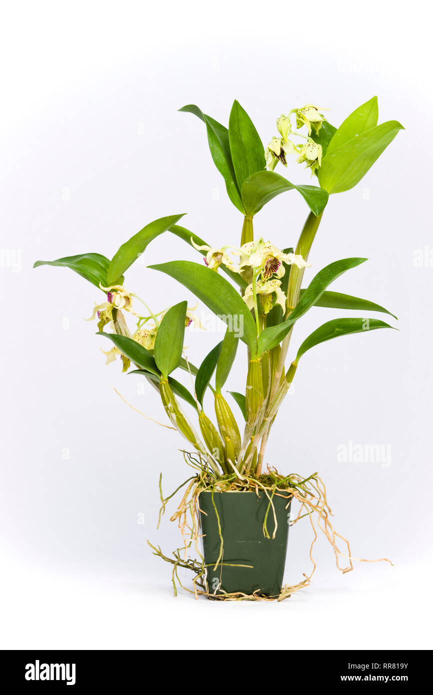Dendrobium atroviolaceum x 'Pygmy' hodkinsonii Stock Photo