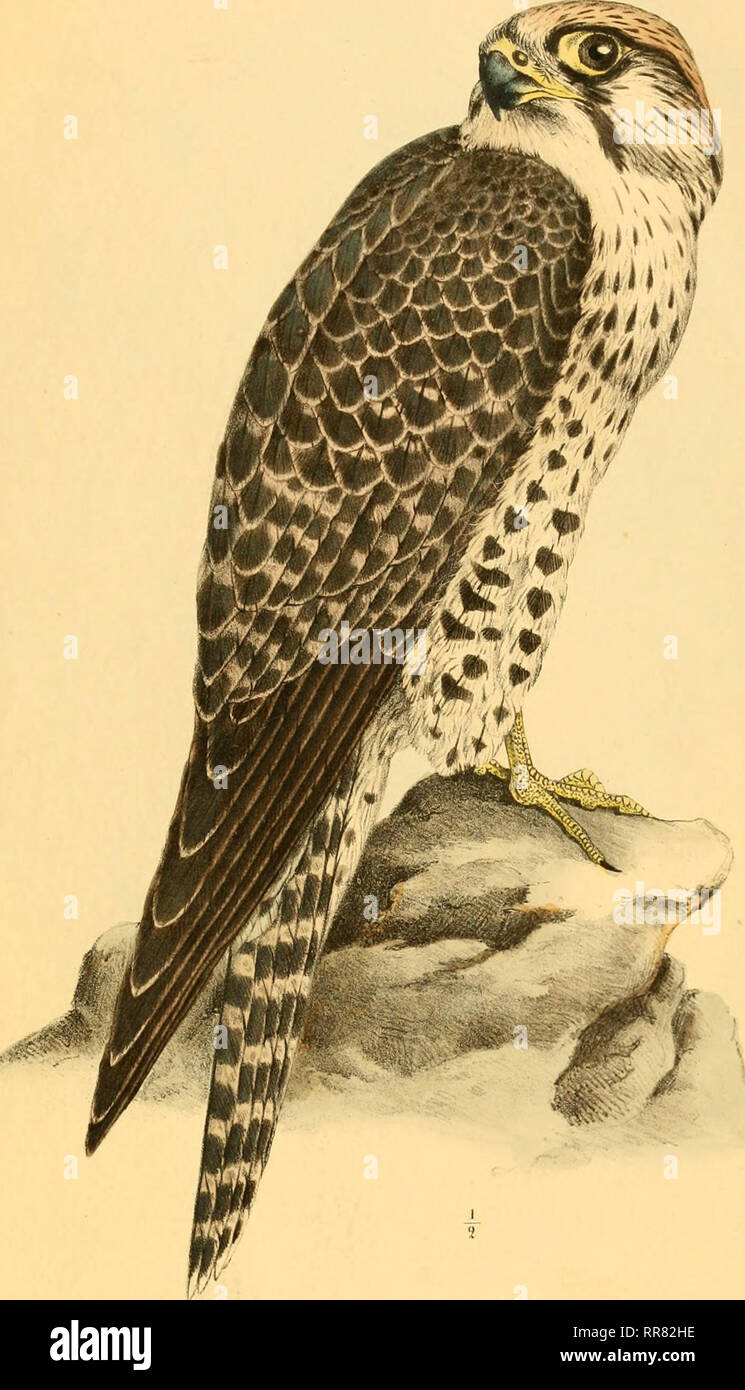 . Abhandlungen aus dem Gebiete der Zoologie und vergleichenden Anatomie. Cetacea; Falcons. XI.:. Please note that these images are extracted from scanned page images that may have been digitally enhanced for readability - coloration and appearance of these illustrations may not perfectly resemble the original work.. Schlegel, H. (Hermann), 1804-1884. Leiden, A. Arnz &amp; comp. Stock Photo