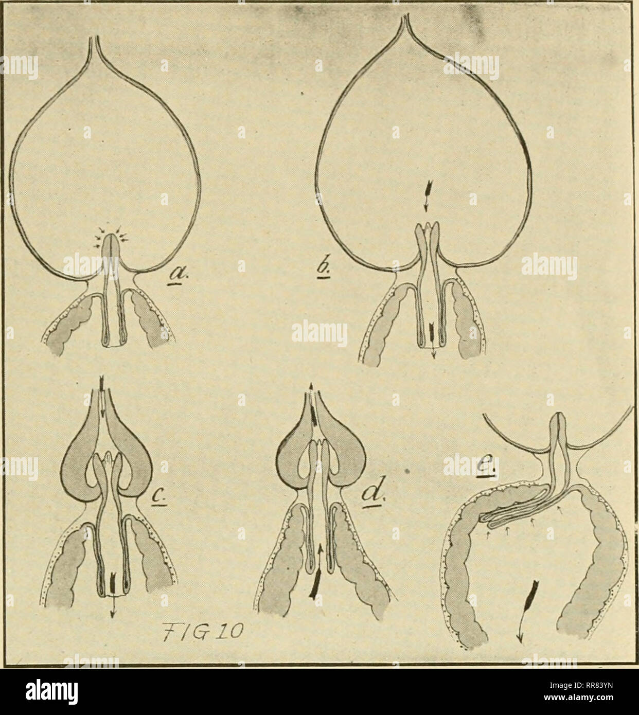 . The ABC and XYZ of bee culture; a cyclopedia of everything pertaining ...