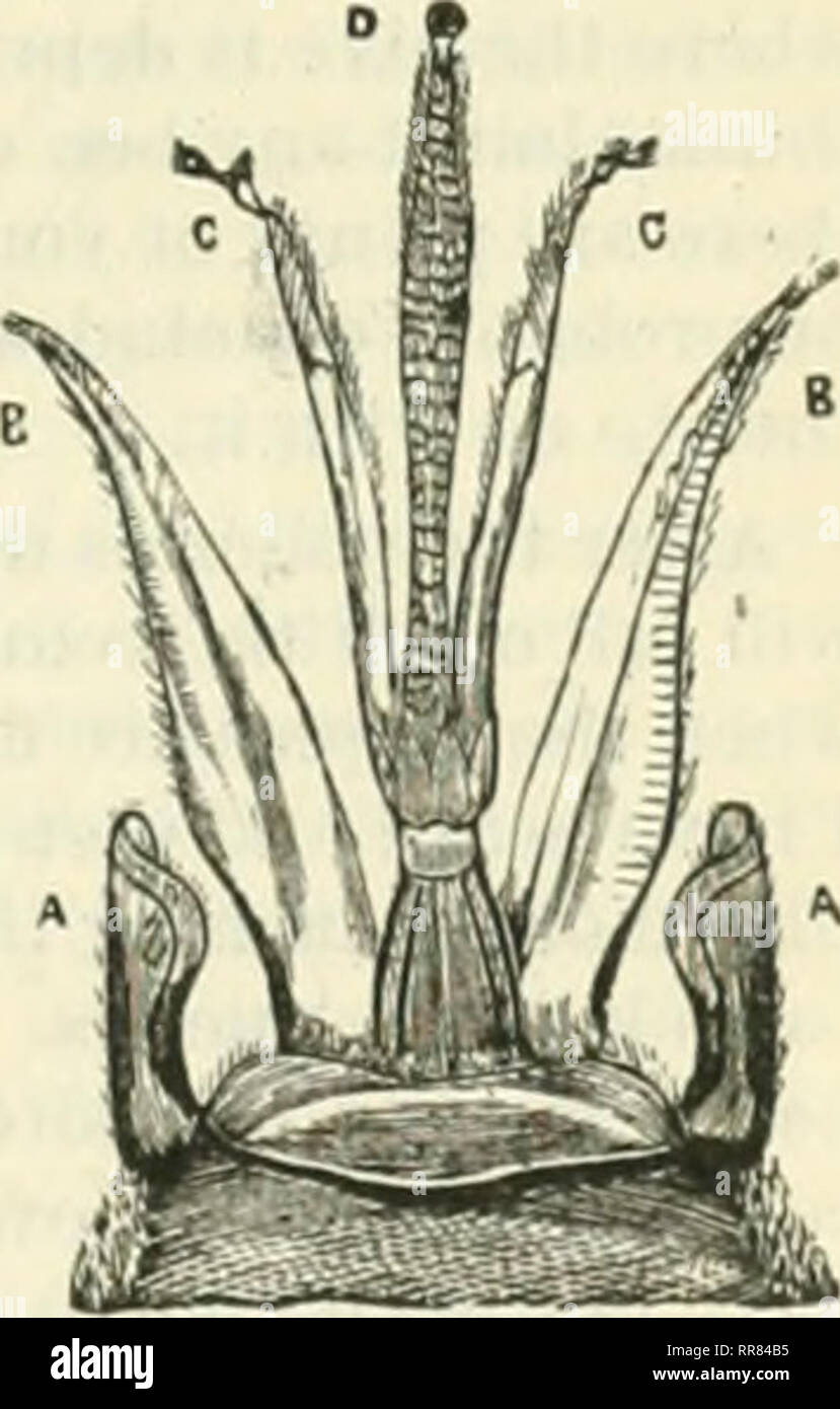 . The A B C of bee culture a cyclopaedia of every thing pertaining to