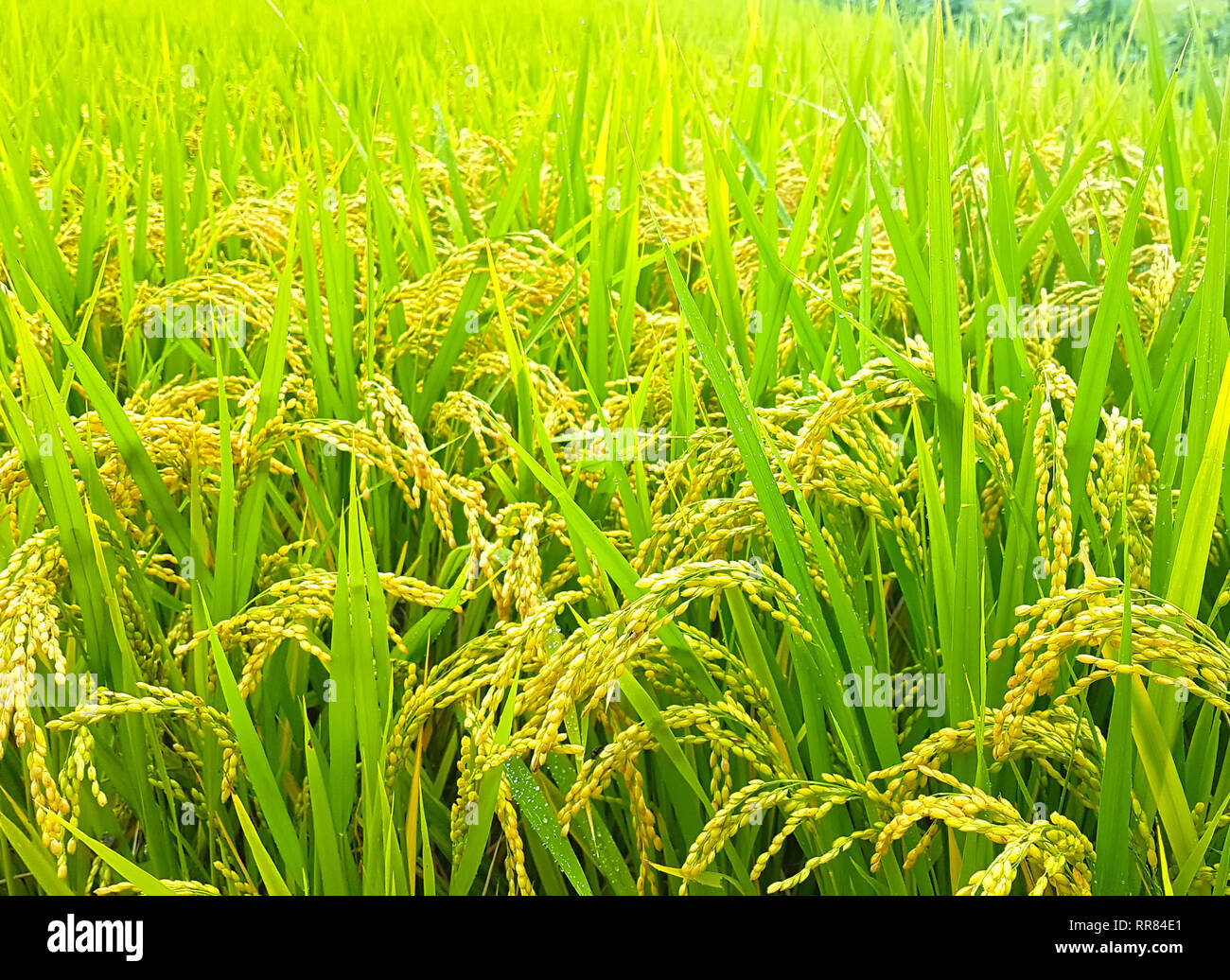 Rice Paddy in Mujeom village, Changwon, Gyeongnam, South Korea, Asia Stock Photo