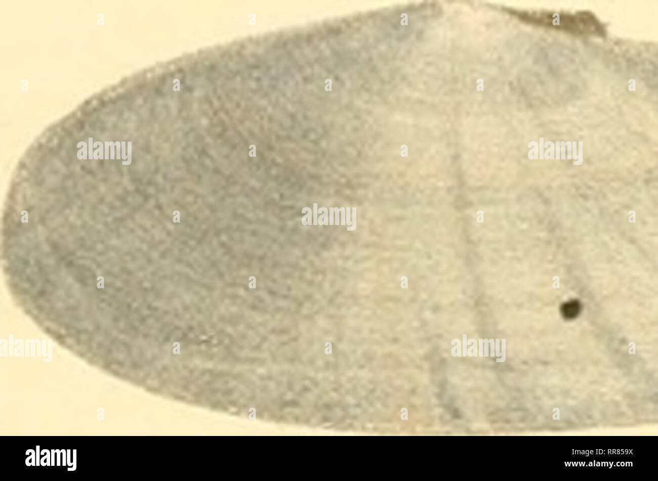 . Abbildungen und beschreibungen neuer oder wenig gekannter conchylien