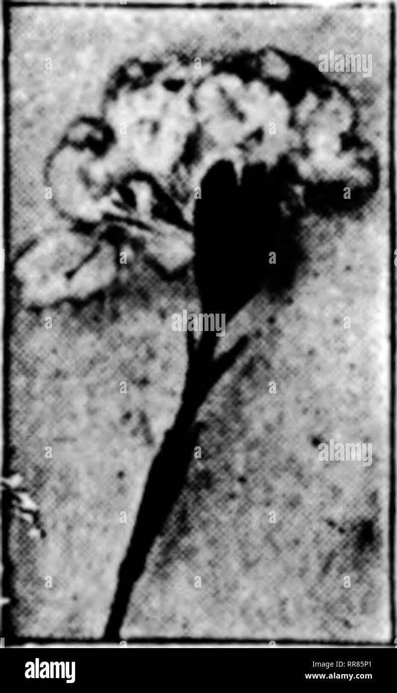 . Florists' review [microform]. Floriculture. Pipe Carrier Get our eight-page, Illustrative and Detcriptiye Circolar for complete information and prices. For service write Advance Co., Richmond, Ind. A.' mi SPLIT CARNATIONS , KaaWy and Quickly Mended PILLSBURY'S CARNATION STAPLES 35c per 1000 3000 for fl.OO, po-tpnid I. L PILLSBURY, Flori.t GALESBURG, ILLINOIS Mention The EcTlew when yon write. No loss if you mend your split carnatiuns wiih SUPERIOR CARNATION STAPLES 35c pey Kion; 3000 for $1.00, i&gt;&lt;)stpald Wm.Schlitter&amp;SoD ^ 12 Pynchon St. 1 1 BEFOBE Springfield, Mass. after. Please Stock Photo