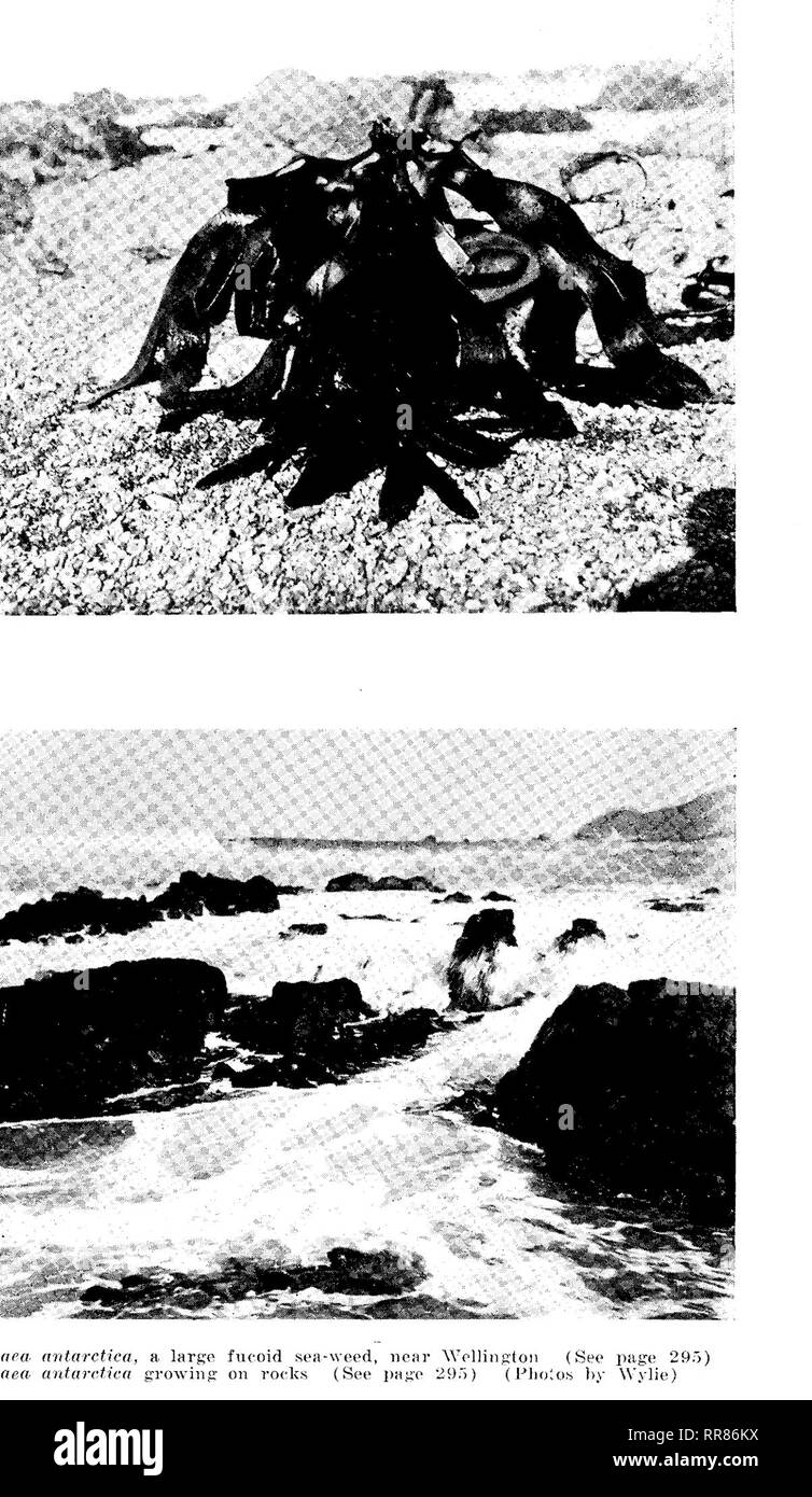 . Studies in natural history. Natural history; Natural history. PLATE L .,,,=., ..^&amp; mmm:mm§i. Mr. Metrosideros tomentosa growing on lava, Rangitoto Mt. near Auckland (See page 288) Looking down the lava slope of Rangitoto Mt. and over harbor of Auckland (See page 288) (Photos by Wylie). Please note that these images are extracted from scanned page images that may have been digitally enhanced for readability - coloration and appearance of these illustrations may not perfectly resemble the original work.. University of Iowa; State University of Iowa; Making of America Project. Iowa City, Ia Stock Photo