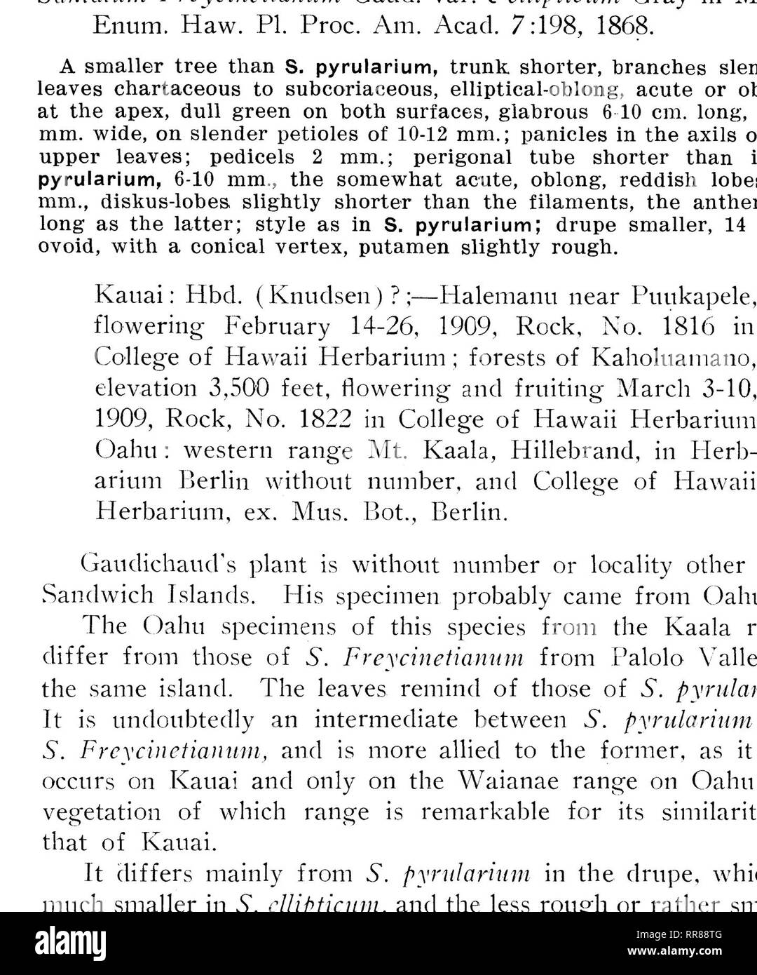 . Botanical bulletin. Botany. Plate VI.. Santalum pyrularium Gray. Fruiting specimen.. Please note that these images are extracted from scanned page images that may have been digitally enhanced for readability - coloration and appearance of these illustrations may not perfectly resemble the original work.. Hawaii. Division of Forestry. Honolulu : Division of Forestry Stock Photo