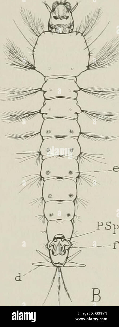 . Insects, their ways and means of living. Insects. Fig. 178. Mosquito larvae A, Aedes atropalpus. B, Anopheles pitnctipennis, the malaria mosquito larva c, respiratory tube; d, terminal lobes; e, stellate groups of hairs that hold the larva at the surface of the water (fig. 181 A); /, spiracular area; PSp, spiracle principally as a sheath for the other organs. It ends in two small lateral lobes, the labella, between which pro- jects a weak, median tonguelike process. When the mos- quito pierces its victim the base of the labium bends back- ward as the other bristlelike members of the group of Stock Photo