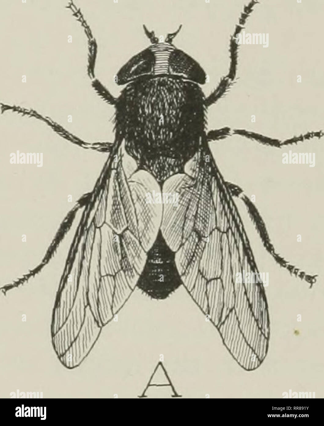 . Insects, their ways and means of living. Insects. INSECTS showing how ...