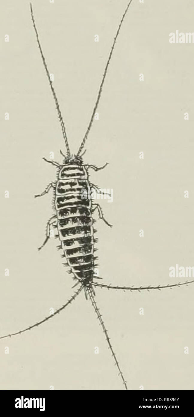 . Insects, their ways and means of living. Insects. INSECTS normal ...