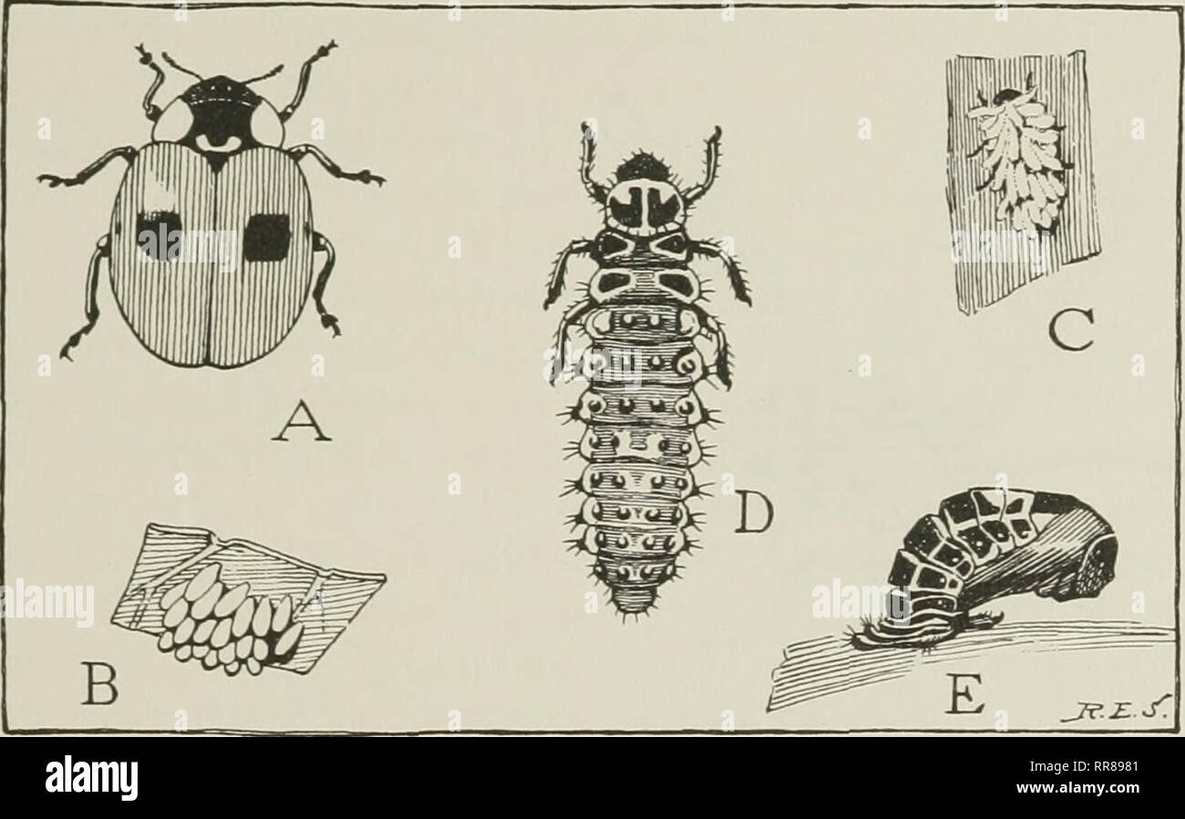. Insects, their ways and means of living. Insects. INSECT METAMORPHOSIS The degree of departure of the young from the parental form varies much in different insects. In the cicada, for example, the nymph is not essentially different in structure from the adult except in the matter of the wings, the organs of reproduction and egg laying, and the musical. Fig. 132. The life history of a ladybeetle, Adalia bipunclata A, the adult beetle. B, group of eggs on under surface of a leaf. C, a young larval beetle covered with white wax. D, the full-grown larva. E, the pupa attached to a leaf by the dis Stock Photo