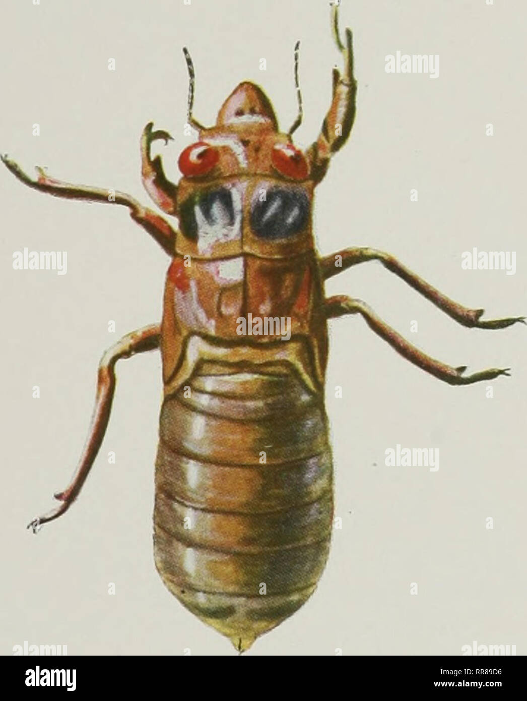Periodical cicada nymph hi-res stock photography and images - Alamy