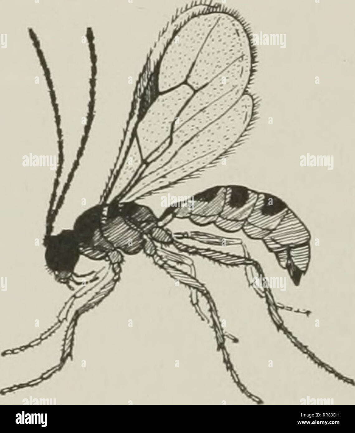 . Insects, their ways and means of living. Insects. Fig. 108. Aphidius, a com- mon small wasplike parasite of aphids Fig. 109. A female Aphidius inserting an egg into the body of a living aphis, where the egg hatches; the larva grows to ma- turity by feeding in the tissues of the aphis. (From Webster) (Fig. 109). Here the egg hatches and the young grub feeds on the juices of the aphid until it is itself hill-grown, by which time the aphid is exhausted and dead. Then the grub slits open the lower wall of the hollow corpse and spins a web between the lips ot the opening and against the surface o Stock Photo
