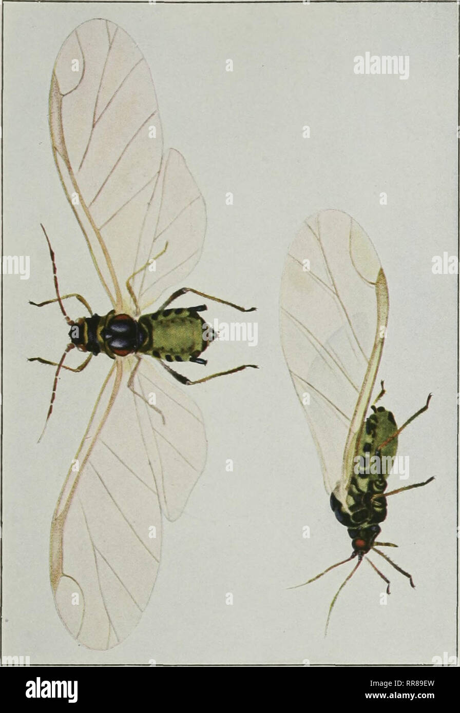 . Insects, their ways and means of living. Insects. ^ s a a g M ?I -s ...