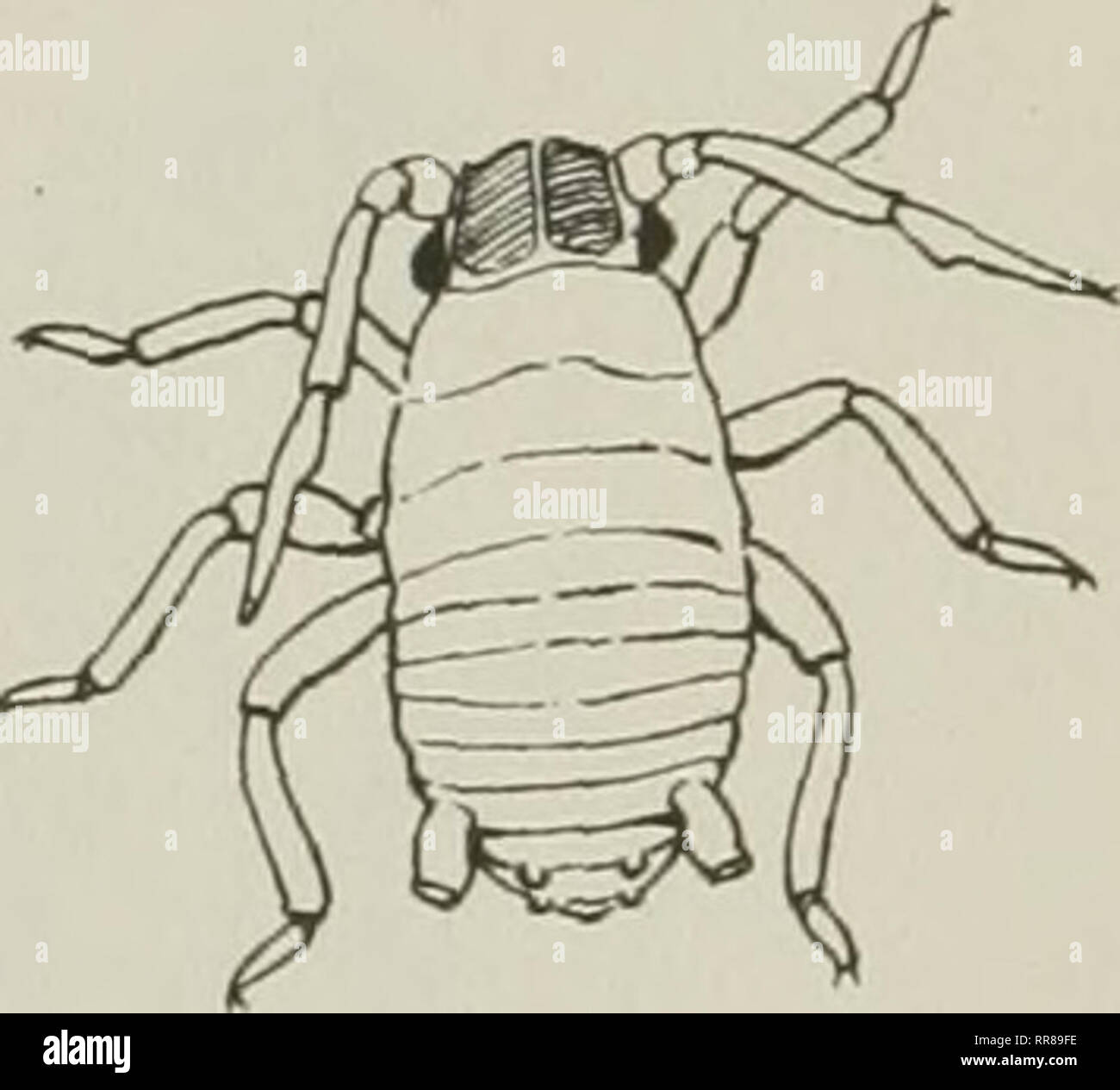 Insects Their Ways And Means Of Living Insects Abc Fig - 