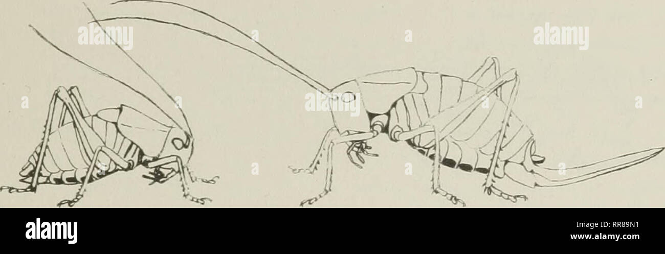 . Insects, their ways and means of living. Insects. THE GRASSHOPPER'S ...