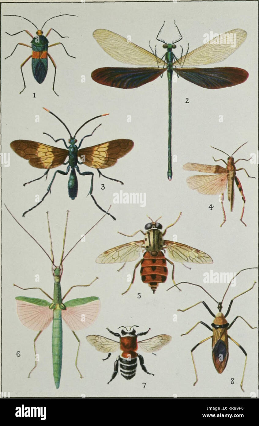 . Insects, their ways and means of living. Insects. PLATE 1. A group of