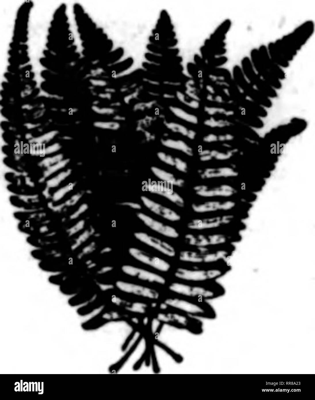 C Banner Black And White Stock Photos Images Alamy