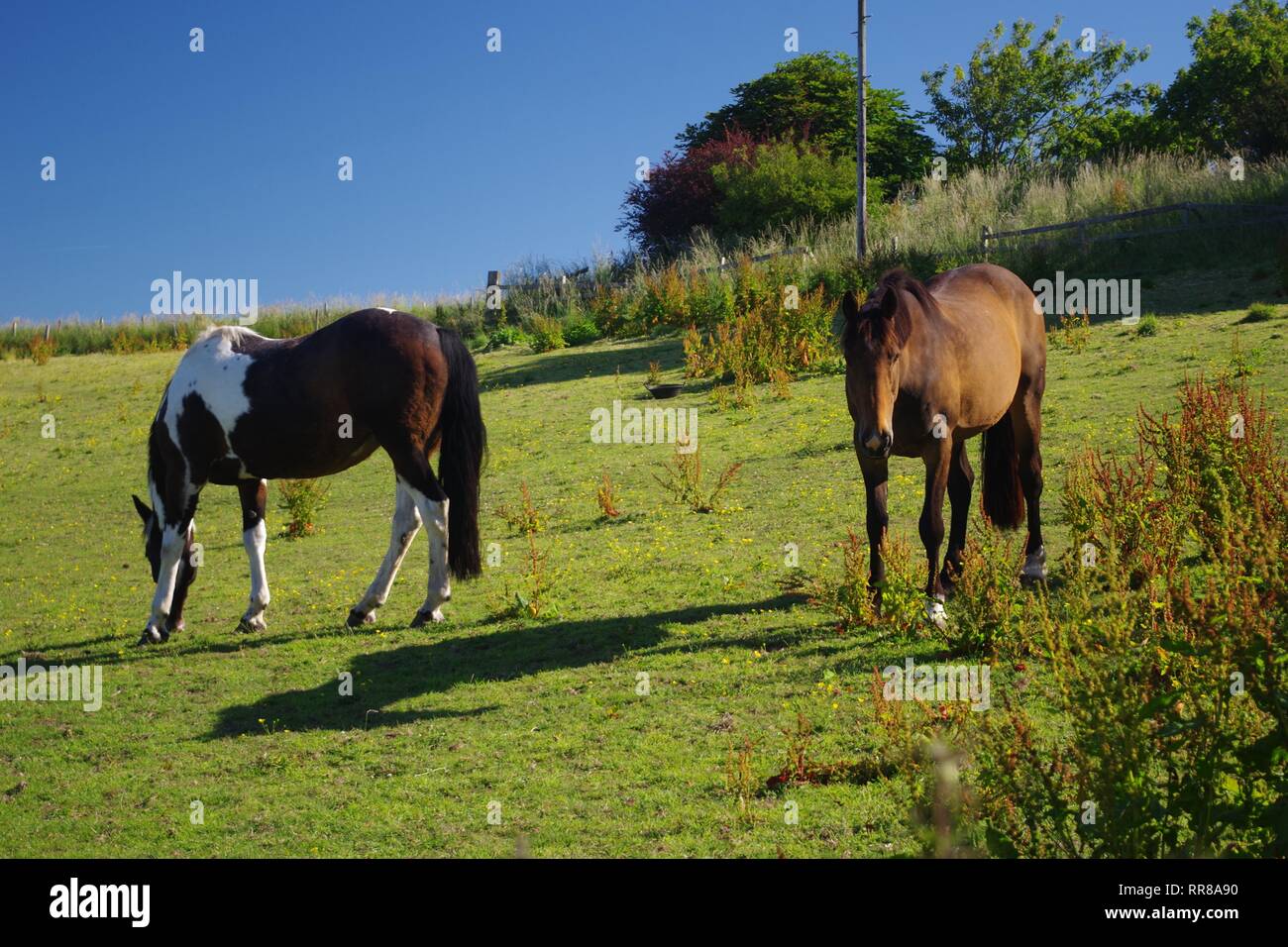 Boarhills farm hires stock photography and images Alamy