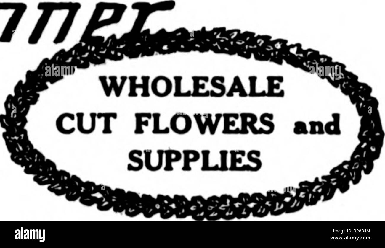 . Florists' review [microform]. Floriculture. ^*-'= ?/ ' ••?•' * fl^' - ••??&gt;/ v^ ?. JriY 20, 1022 The Florists^ Review 97 COT FLOWERS AND FLORISTS' SUPPLIES ORDER FROM St. Louis Wholesale Cut Flower Co. 1406-1408 Pine Street St. Louis, Missouri Wholesale Cut Flower Prices. Clii.'aKii. July m, 1922. I'vr 10(» Cdlumbiii $ 4.00 ^xi $20.00 Mrs. Kii88»-ll 4.00 (a} 20.00 Premier 4.00 (a) i20.00 Miludv 4.00 m 20.00 Crusader '.. 4.(K) (,i} 20.00 Hutterfly 4.00 (r* 20.W) Montrose 4.00 ft* 18.00 Sunburst 4.00 ftj 18.00 Ophelia 4.00 @ 18.00 Double Wliite Killnruo.v 8.00 (n! If).00 Francis Scott Kcv  Stock Photo
