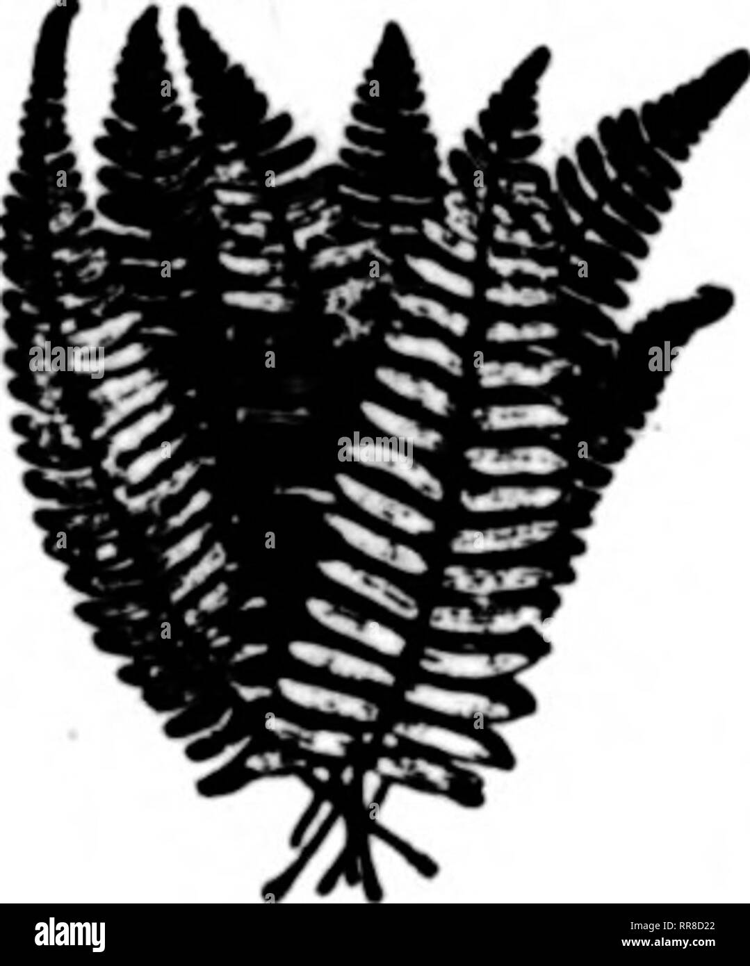 C Banner Black And White Stock Photos Images Alamy