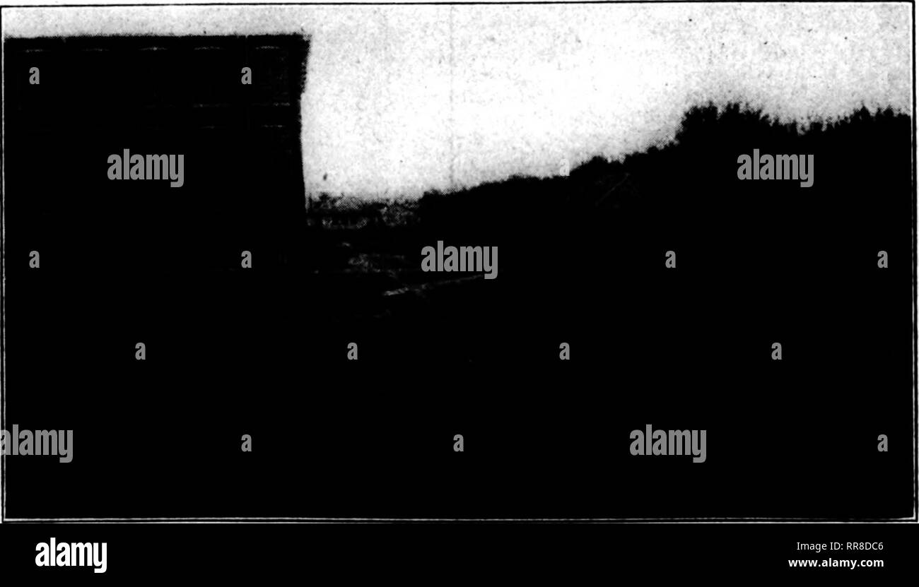 . Florists' review [microform]. Floriculture. 30 The Florists'Revfew SlFTSMMR 28. 1822 la wet spots in the forests, almost in semi-darkness, are many acres of beau- tiful filmy ferns, like Todea superba. Seeing the conditions under which they grew, he could appreciate the struggles made to grow them under glass in Eng- land. At Wellington Mr. Wilson found one fine garden where were wonderful Hima- laya rhododendrons thirty or more fleet in height, great numbers of Lilium giganteum ten to twelve feet high and numerous fine South American conifers. In the south island, a great sheep raising land Stock Photo