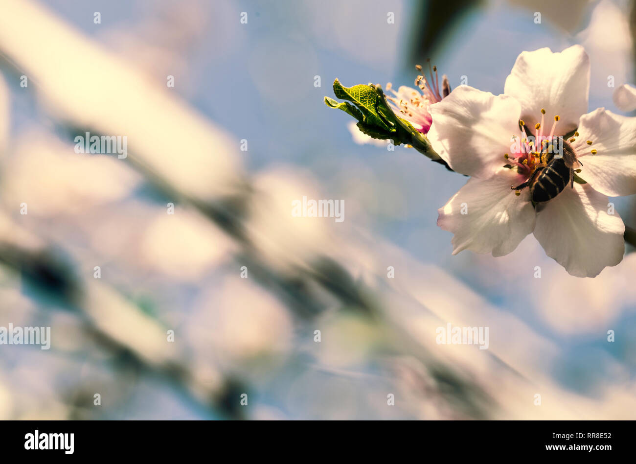 Bee on almond tree flower, beautiful springtime blossoms, a branch of almond trees in full bloom
