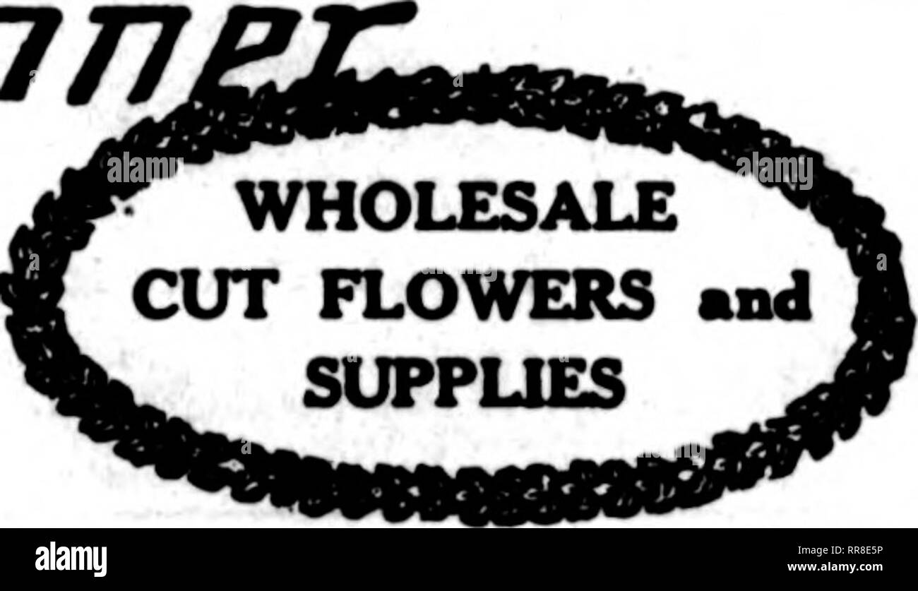 . Florists' review [microform]. Floriculture. Sbptkhbeb 21, 1922 The Florists^ Review 97 CUT FLOWERS AND FLORISTS' SUPPLIES ORDER FROM St. Louis Wholesale Cut Flower Co. 1406-1408 Pine Street St. Louis, Missouri Wholesale Cut Flower Prices. Chicago, Sept. 18, 1922. Per 100 Columbia $ 3.00 @ $20.00 Mrs. Russell 3.00 @ 25.00 Premier 3.00 @ 25.00 Milady ?. 3.00 @ 20.00 Crusader 3.00 @ 25.00 Butterfly 3.00 @ 18.00 Montrose 3.00 @ 18.00 Sunburst 3.00 @ 18.00 Ophelia 3.00® 18.00 Francis Scott Key 3.00 @ 15.00 Double White KiUarney 3.00 ® 15.00 Frank H. Dunlop 3.00 @ 12.00 My Maryland 3.00 @ 8.00 Pha Stock Photo