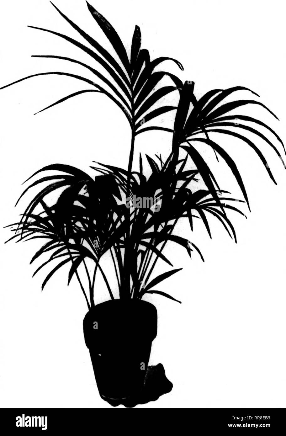 . Florists' review [microform]. Floriculture. 12 The Florists^ Review Jui.v 13, 1922 PALMS Large Decorative Plants—Also Small Sizes to Grow On Our large stock of Palms is in prize-winning condition. Every plant is absolutely clean and perfectly developed. KENTIA BELMOREANA Size Inches Pot Leaves High Per 100 2-in. 3 to 4 7 to 10 $15.00 3-in. 5 to 6 9 to 12 25.00 Each 4-in. 5 to 7 12 to 16 $ 0.75 5-in. 6 to 7 14 to 20 $1.00 to 1.50 6-in. 6 to 7 18 to 24 3.00 7-in., made up, 3 in a pot, 18 to 24 inches high 4.00 7-in., in tubs, made up, 24 to 30 inches high, specimens 6.00 8-in., in tubs, made u Stock Photo