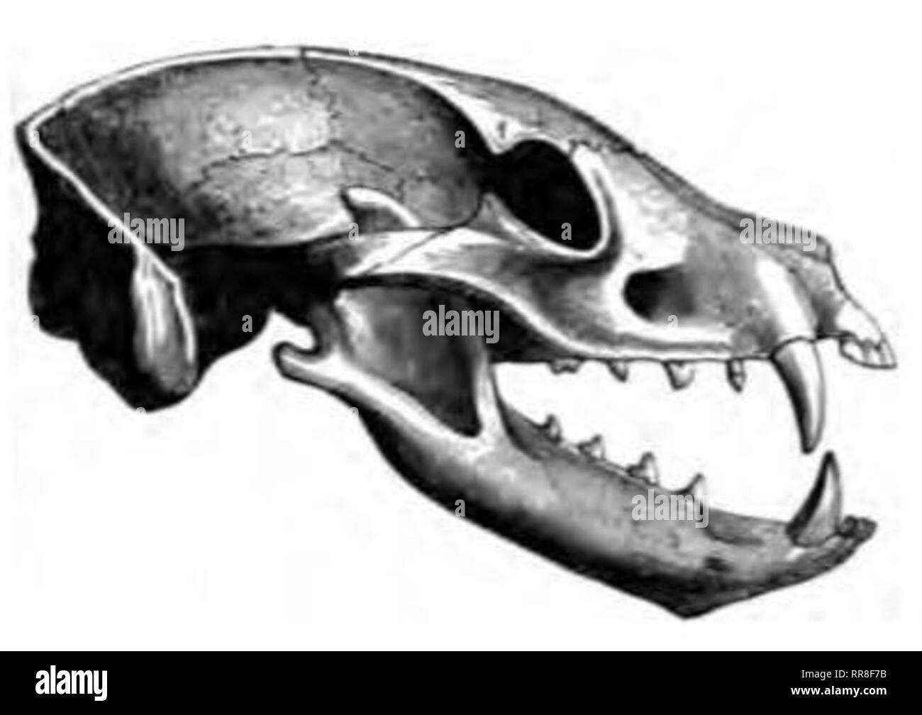 This aardwolf skull exhibits greatly reduced molars and carnassials teeth as they are unnecessary for any large, insectivorous animal subsisting on soft insects such as termites. The dentition of a shrew is very different. The aardwolf uses its canine teeth in self-defence and, occasionally, in digging; accordingly, the canines have not been greatly reduced. Stock Photo