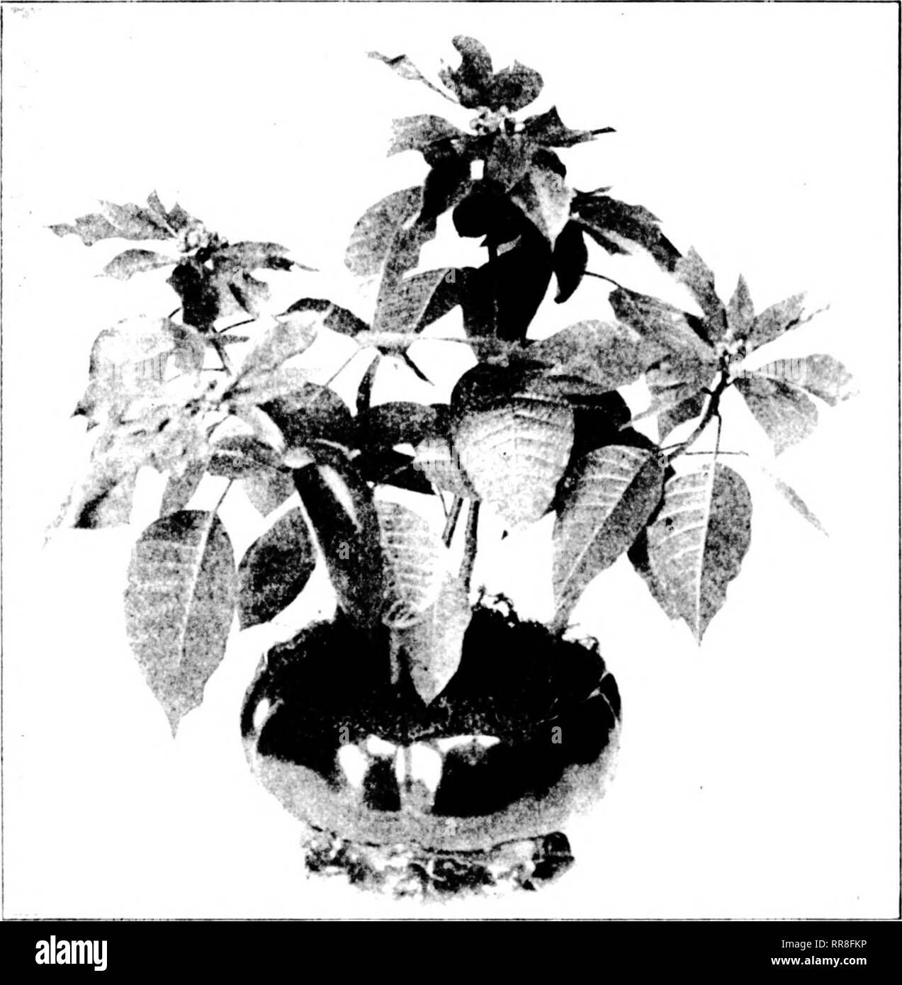 . Florists' review [microform]. Floriculture. GROWING POINSETTIAS For Commercial Purposes. 'I'lif iKiiiisft I i;i is bot.'iiiic-.illv kiiowu as i'vUplKiiliiH imiclici lima .iihI ]&gt;ny lariy as I he Mexican llaiiir lea I'; tin' latter iiaiue is deriNcil Iruiii tin' t'ai-t tliat llie [ilaiit is a iiatisc el' Mexico and liom the tianiiny red hiaits wiiiidi it iir(]diu-i's. The jioinsi'tl ia is the iiojui lar (.&quot;hristnjas jdanl, because its color is so syuiliolii- ol tho j,'oo(l I'eidincr and cheer which pervade the at niesjdiere at &quot;S'liletide. 'I'lie plant is net difliciilt to i;re Stock Photo
